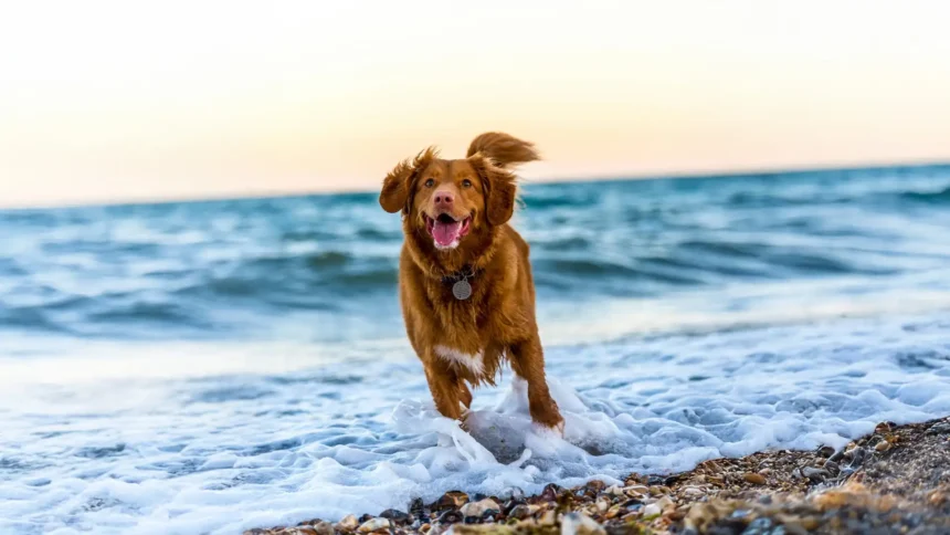 golden retriever running through ocean waves on beach with joyful expression wallpaper