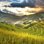 golden rice terraces mountain valley sunset landscape lush green fields scenic nature wallpaper