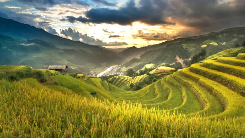 golden rice terraces mountain valley sunset landscape lush green fields scenic nature wallpaper