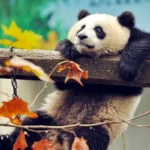 Cute panda relaxing on wooden beam surrounded by colorful autumn leaves wallpaper
