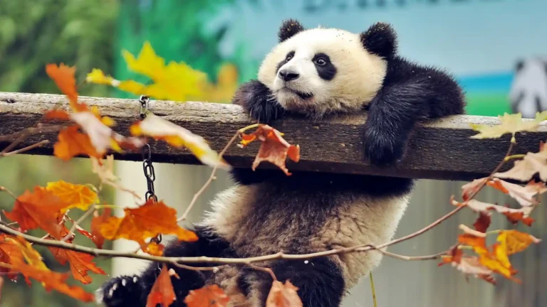 Cute panda relaxing on wooden beam surrounded by colorful autumn leaves wallpaper