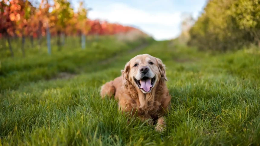 Happy golden retriever lying in green grass surrounded by a peaceful natural outdoor landscape wallpaper