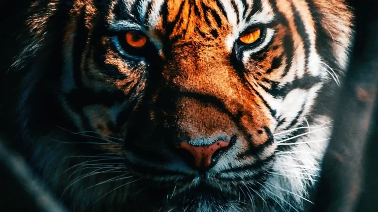 Close up portrait of a majestic tiger with glowing orange eyes and dramatic cinematic wildlife lighting wallpaper