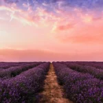 purple lavender farm golden hour sunset sky rows of flowers scenic nature landscape peaceful aesthetic uhd wallpaper