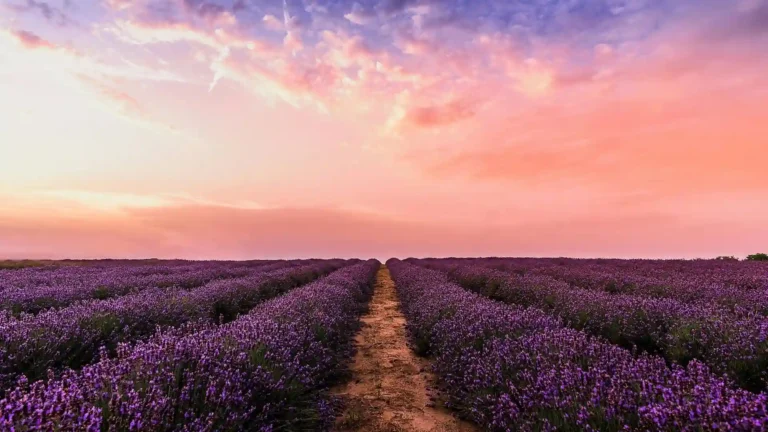 purple lavender farm golden hour sunset sky rows of flowers scenic nature landscape peaceful aesthetic uhd wallpaper