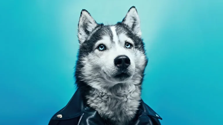Siberian Husky with striking blue eyes in studio portrait against blue background wallpaper