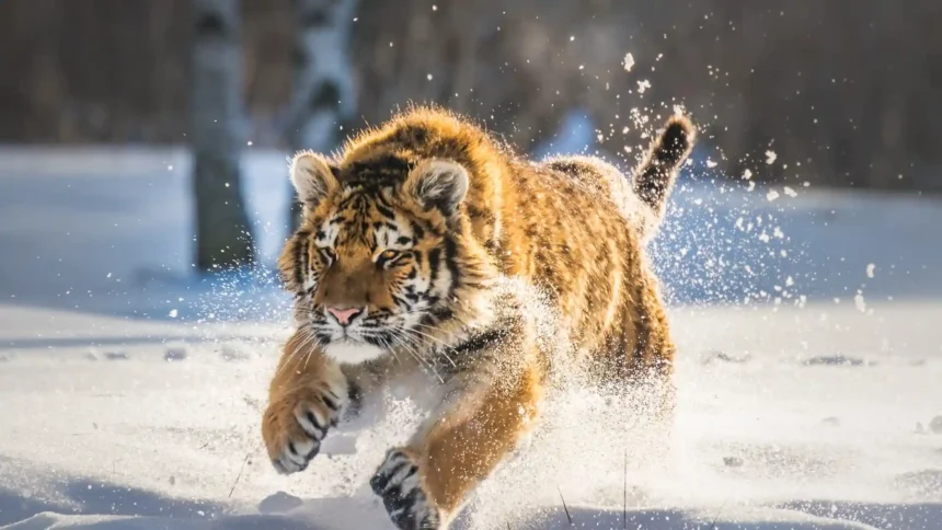 Siberian tiger cub running through fresh snow in a beautiful winter wildlife scene UHD wallpaper