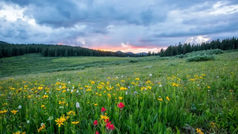 Colorful wildflower meadow near Red Cliff Colorado with yellow and red flowers, green pine forests, distant mountains, and a cloudy sunset sky wallpaper.